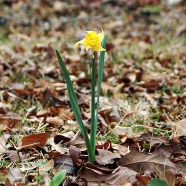 Daffodil 11.23.08
